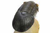 Flying Paralejurus Trilobite - Orange Eye Preservation! #310622-5